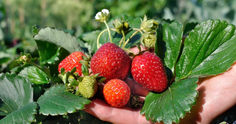 pousser des fraises