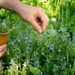 Herbes qui guérissen