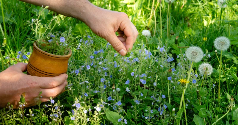 Herbes qui guérissen