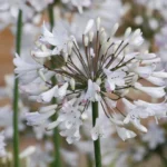 Planter des agapanthes