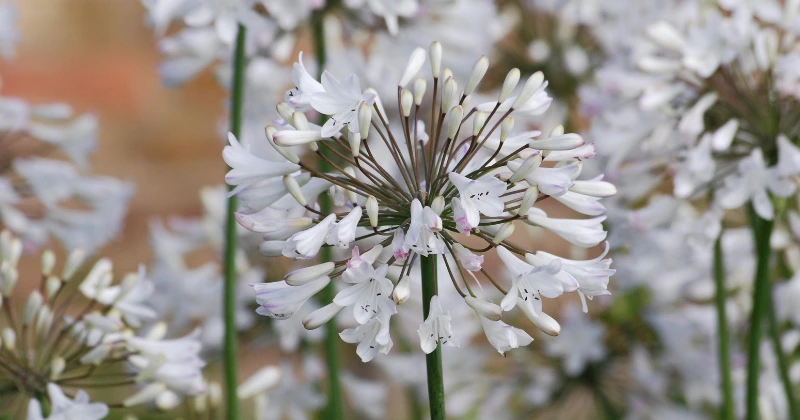 Planter des agapanthes