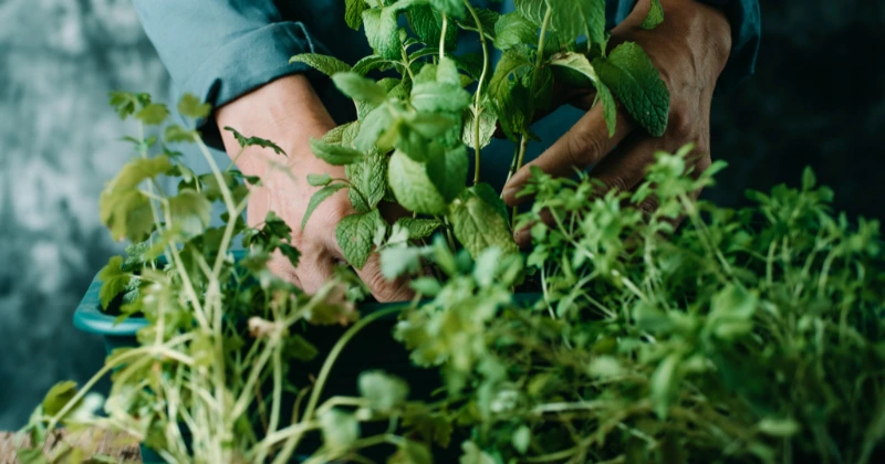herbes aromatiques