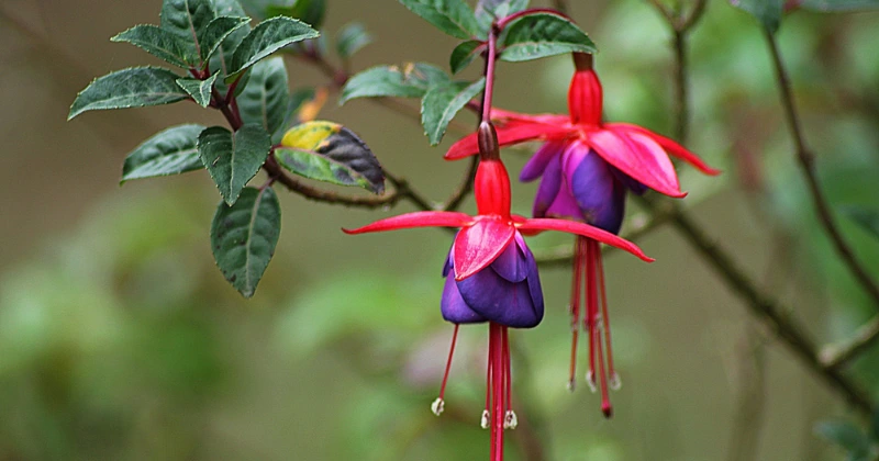 fleurir le fuchsia