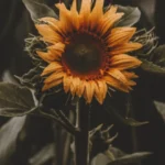 Plantes à Ne Pas Couper en Automne