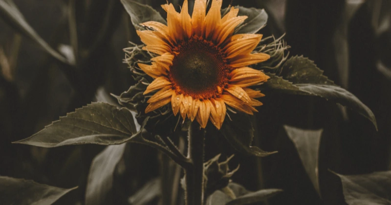 Plantes à Ne Pas Couper en Automne