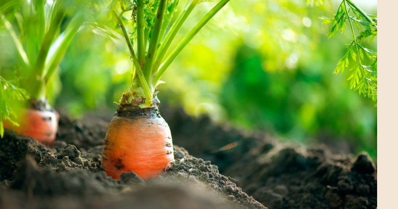 Légumes Faciles à Cultiver dans des Paniers à Linge