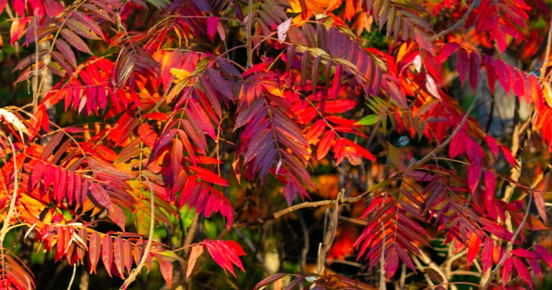 Arbres à Planter en Septembre