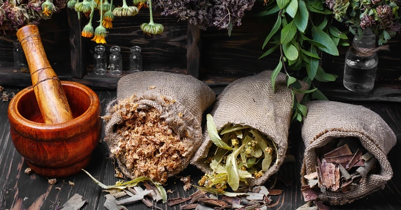 Plantes médicinales à récolter en automne et à utiliser en hiver