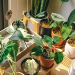 Exigences en Soleil des Plantes