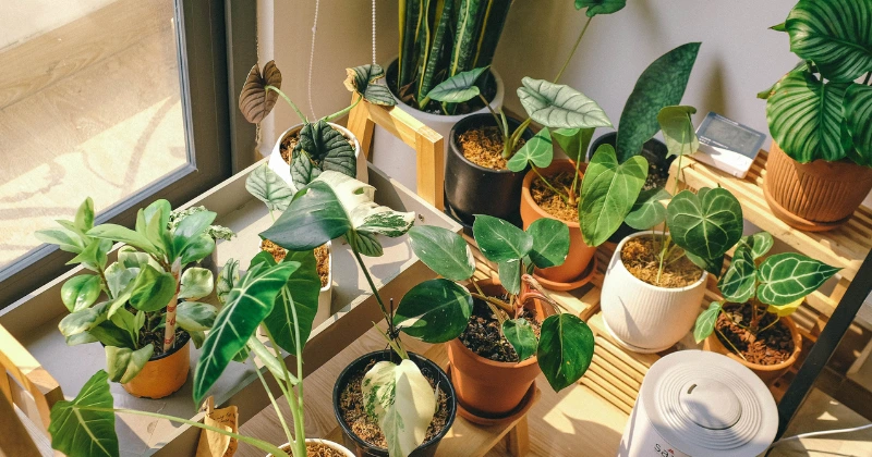 Exigences en Soleil des Plantes