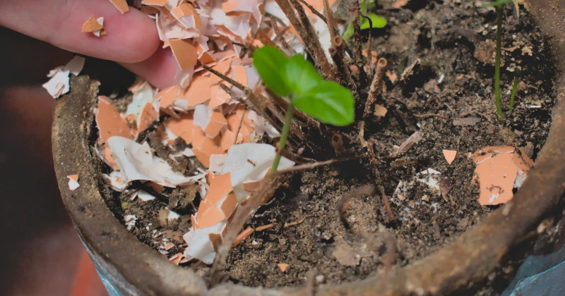 Plantes qui adorent les coquilles d’œuf