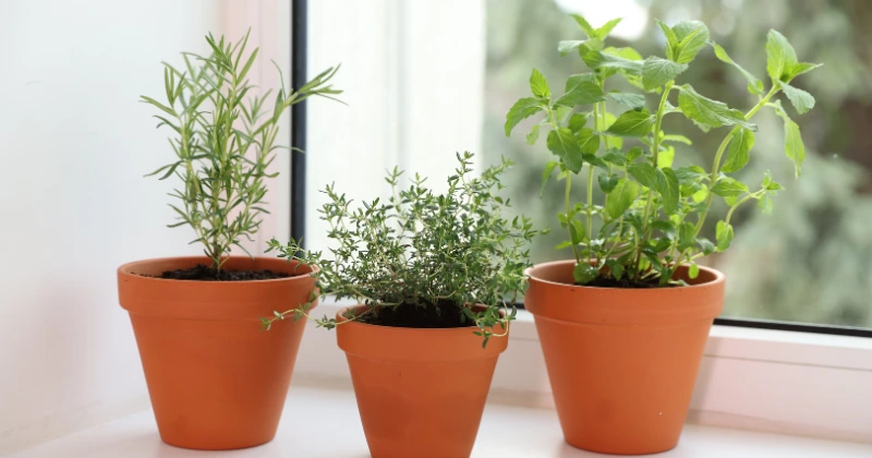 Herbes aromatiques