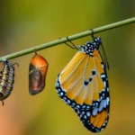 Papillons et Chenilles