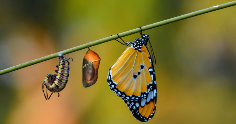 Papillons et Chenilles