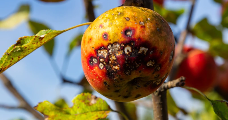 Les maladies du pommier