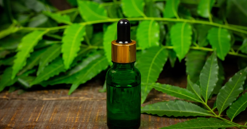 plantes à traiter avec l’huile de neem
