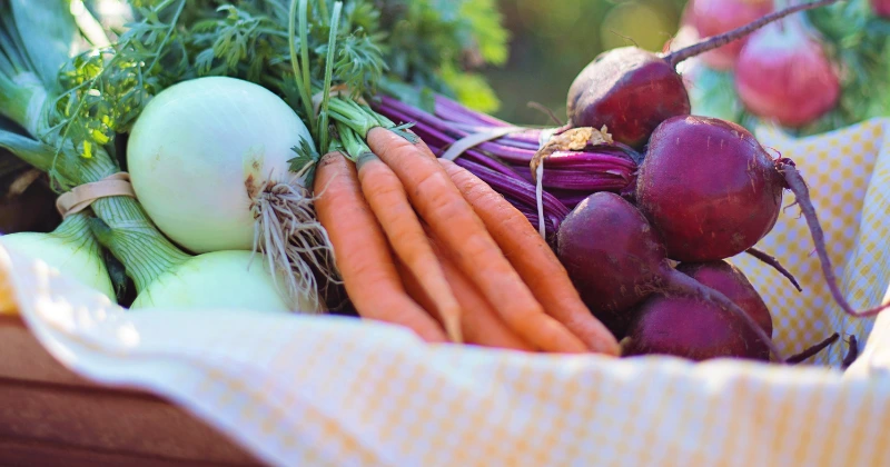 légumes semer en septembre