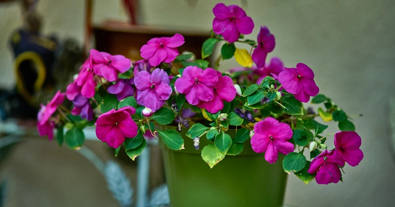plantes fleurissent sans soleil direct