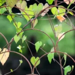 plantes grimpantes pour vos clôtures