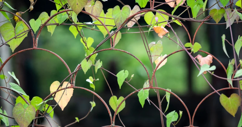 plantes grimpantes pour vos clôtures