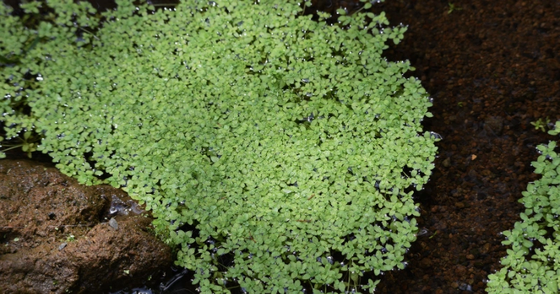 Plantes aquatiques