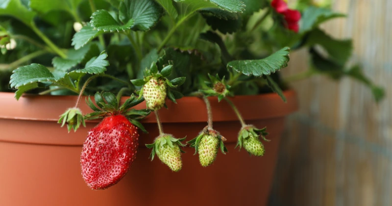 Fruits à Cultiver Facilement en Pots