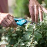 Plantes Vivaces à Tailler