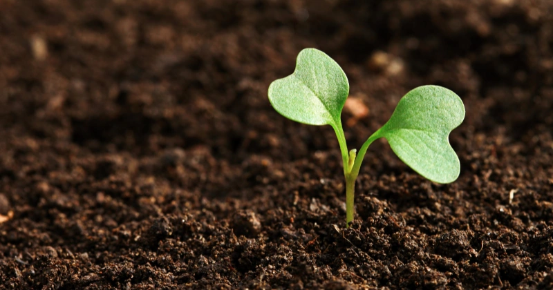 Plantes qui absorbent l'humidité