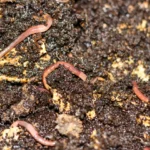 Nourrir les Vers de Compost