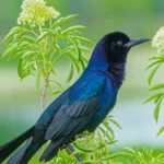 Créez un Jardin Accueillant pour Oiseaux et Papillons sans Contraintes