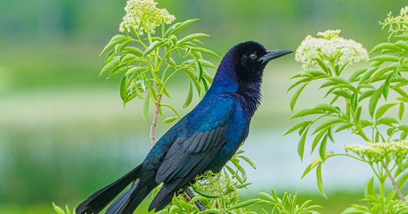 Créez un Jardin Accueillant pour Oiseaux et Papillons sans Contraintes