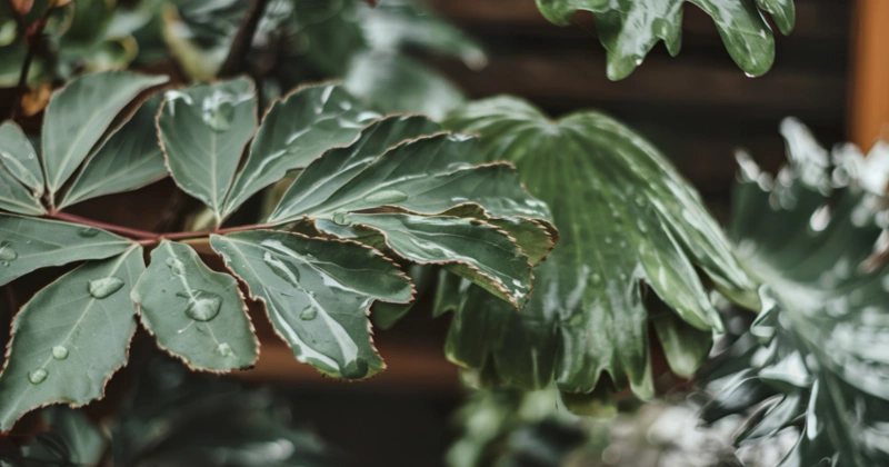 La communication des plantes entre elles