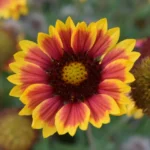 vivaces qui fleurissent plusieurs fois par an