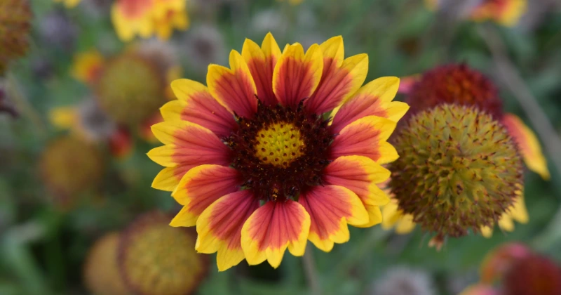 vivaces qui fleurissent plusieurs fois par an