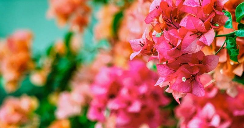 Maladies du bougainvillier
