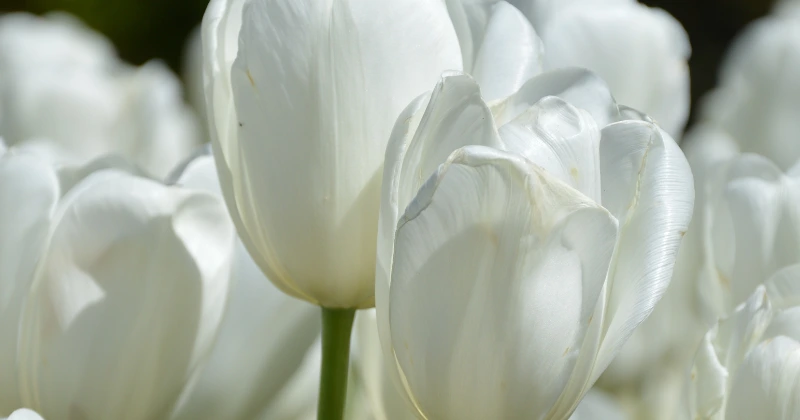 Fleurs Qui Changent de Couleur en Poussant
