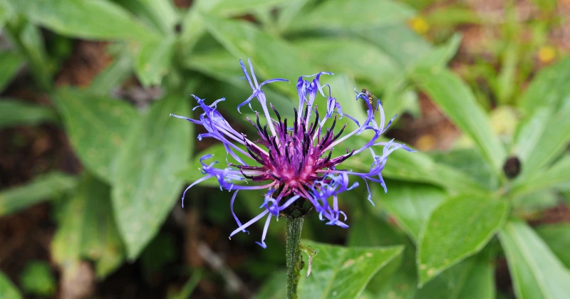 Bienfaits de l’harpagophytum