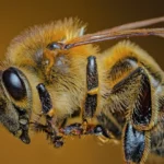 Le rôle fascinant de la reine des abeilles