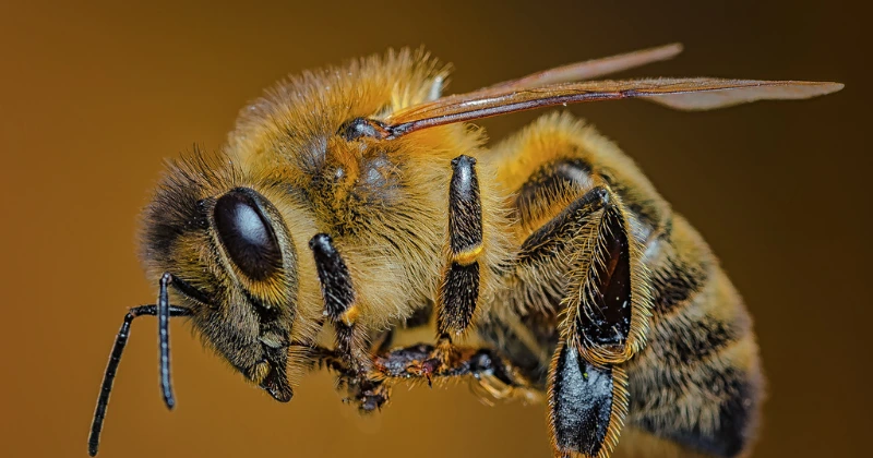 Le rôle fascinant de la reine des abeilles