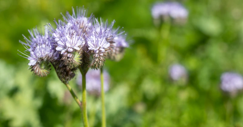 semer de la phacélie