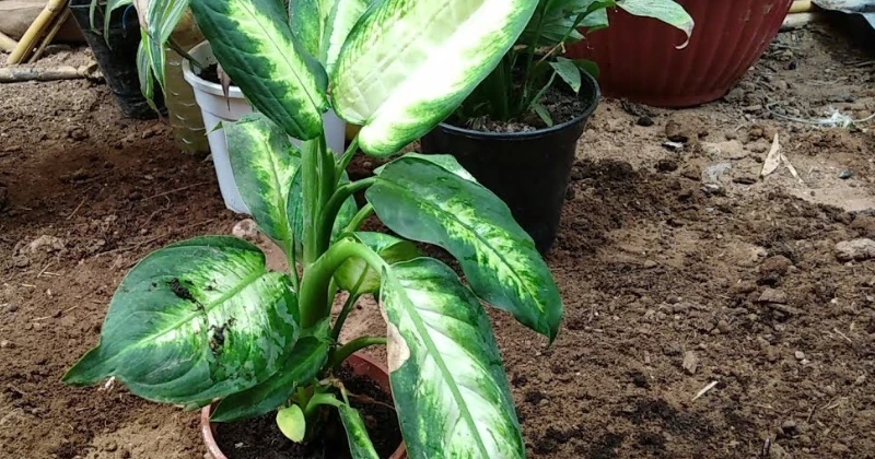 Plantes Dangereuses pour Chiens et Chats