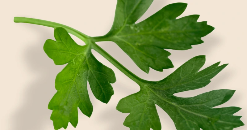 Les Bienfaits du Persil