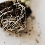 Les Légumes Racines à Cultiver