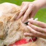 Remèdes naturels contre les tiques chez le chien