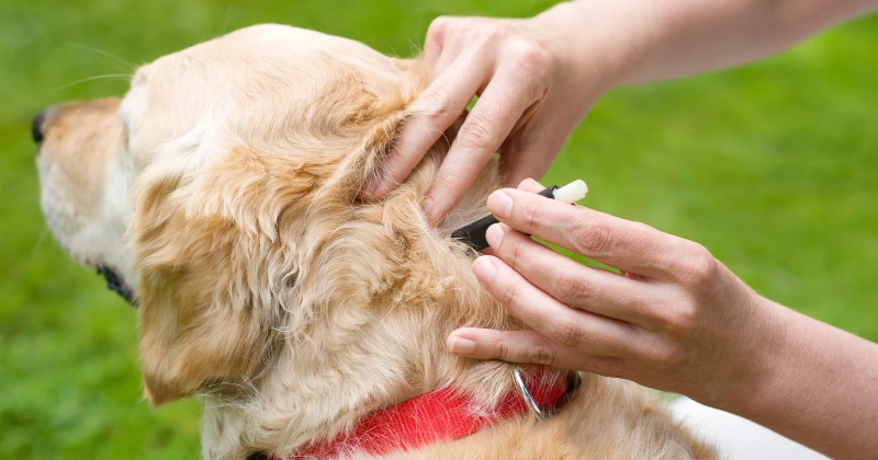 Remèdes naturels contre les tiques chez le chien