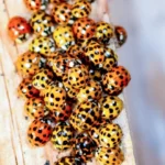 Les ennemis naturels des coccinelles