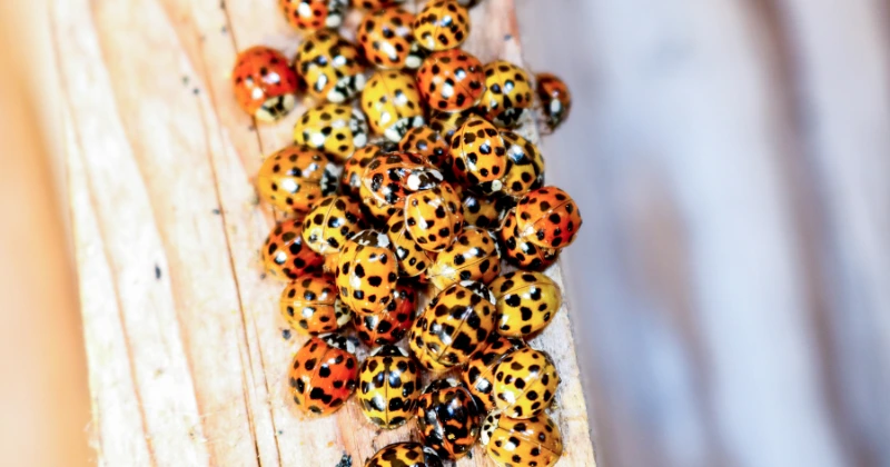 Les ennemis naturels des coccinelles