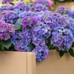 Types d’Hortensias