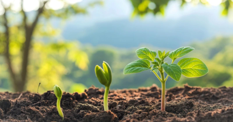 Plantes riches en antioxydants