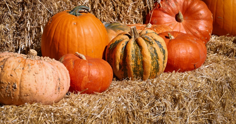 Bienfaits de la Citrouille